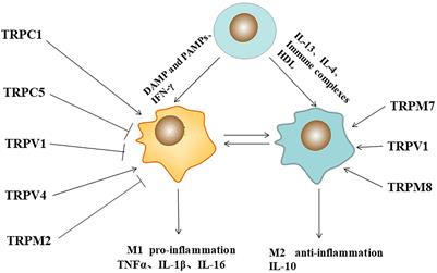 Function of TRP channels in monocytes/macrophages